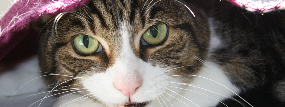 Cat2
